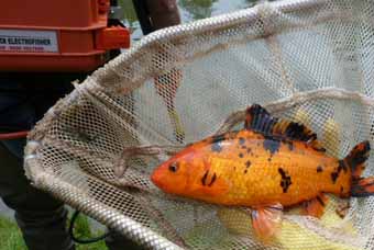 electrofishing koi